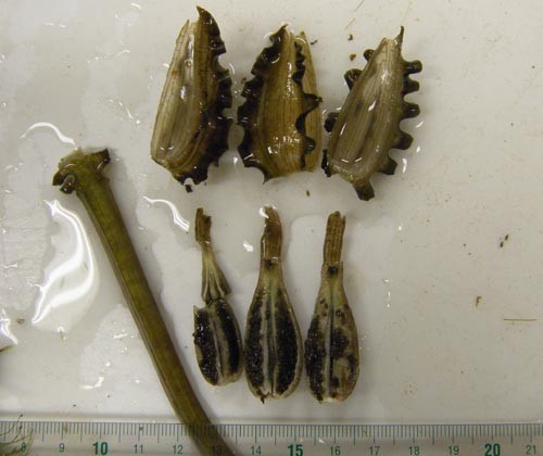 f:id:OIKAWAMARU:20110818214101j:image