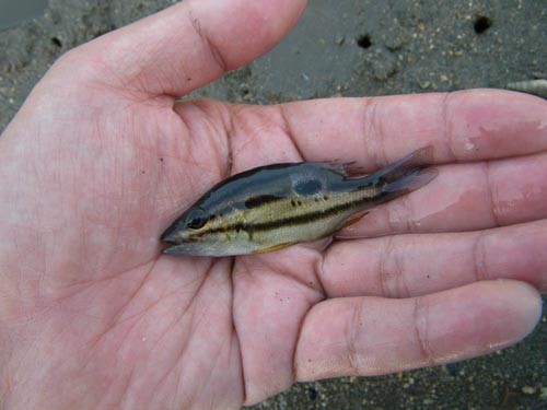 日記 - オイカワ丸の湿地帯中毒