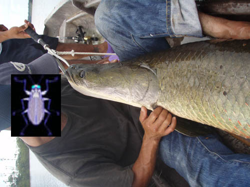 f:id:OIKAWAMARU:20111106162425j:image
