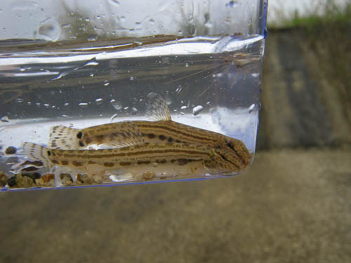 f:id:OIKAWAMARU:20111108145944j:image
