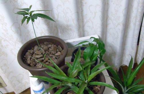 f:id:OIKAWAMARU:20111123190256j:image