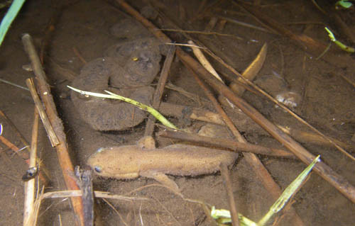 f:id:OIKAWAMARU:20120224194109j:image f:id:OIKAWAMARU:20120224194109j:image
