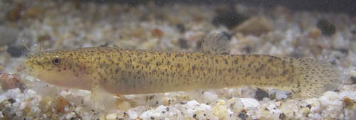 f:id:OIKAWAMARU:20120402113356j:image
