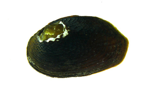 f:id:OIKAWAMARU:20120404113059j:image