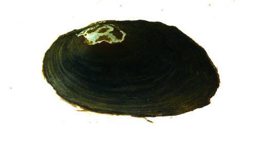 f:id:OIKAWAMARU:20120404125148j:image