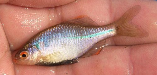 f:id:OIKAWAMARU:20120410191425j:image