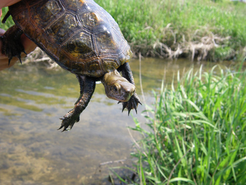 f:id:OIKAWAMARU:20120509100223j:image f:id:OIKAWAMARU:20120509100223j:image