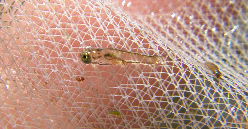 f:id:OIKAWAMARU:20120703165052j:image f:id:OIKAWAMARU:20120703165052j:image