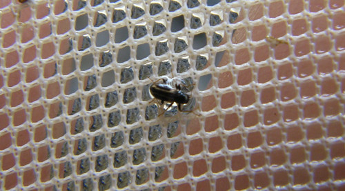 f:id:OIKAWAMARU:20120703165228j:image f:id:OIKAWAMARU:20120703165228j:image