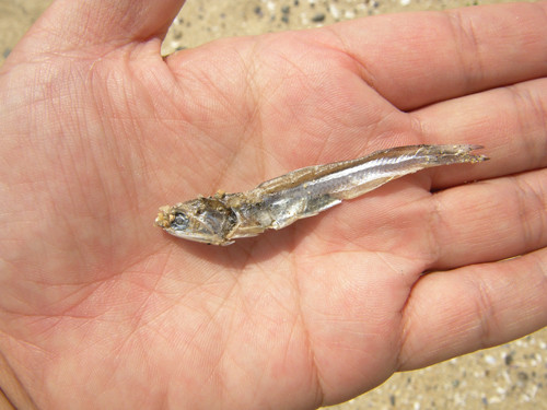 f:id:OIKAWAMARU:20120709134809j:image