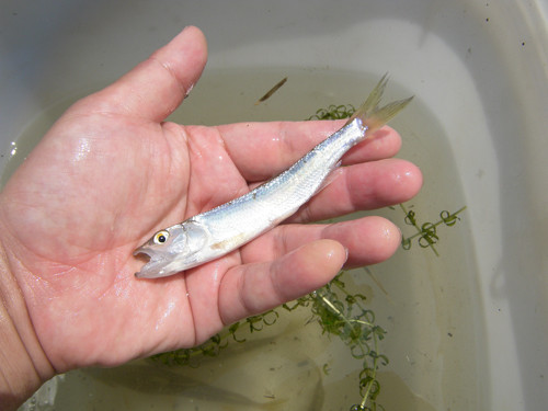 f:id:OIKAWAMARU:20130512223935j:image f:id:OIKAWAMARU:20130512223935j:image