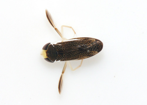 f:id:OIKAWAMARU:20130529173544j:image f:id:OIKAWAMARU:20130529173544j:image