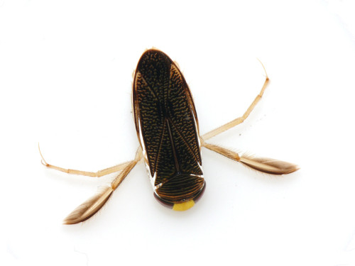 f:id:OIKAWAMARU:20130529173545j:image f:id:OIKAWAMARU:20130529173545j:image