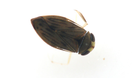 f:id:OIKAWAMARU:20130529173546j:image f:id:OIKAWAMARU:20130529173546j:image