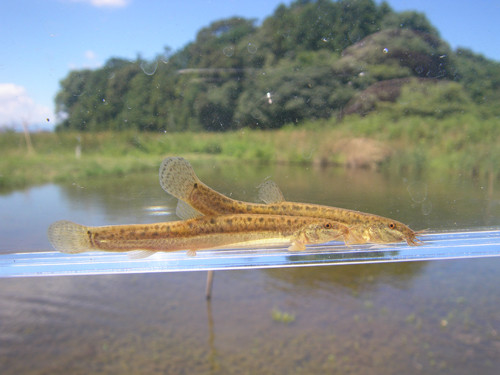 f:id:OIKAWAMARU:20130717223449j:image f:id:OIKAWAMARU:20130717223449j:image