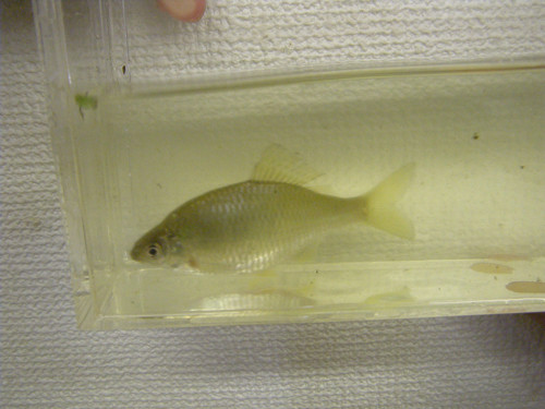 f:id:OIKAWAMARU:20130720140732j:image