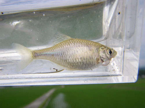 f:id:OIKAWAMARU:20130720140733j:image