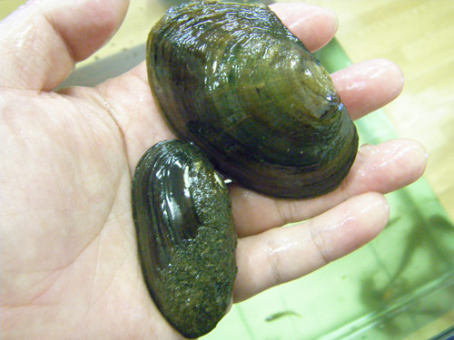 f:id:OIKAWAMARU:20130720140734j:image