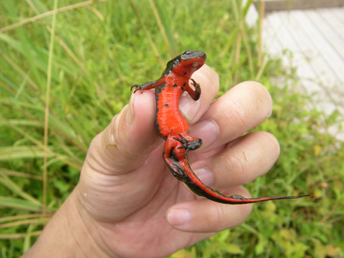 f:id:OIKAWAMARU:20130726231518j:image