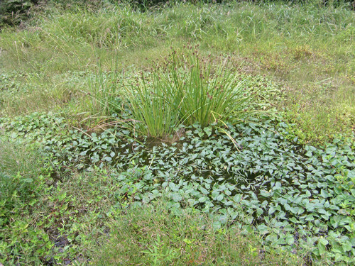 f:id:OIKAWAMARU:20130726231520j:image