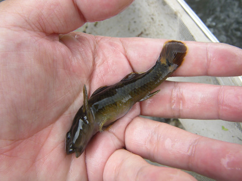 f:id:OIKAWAMARU:20130726231521j:image