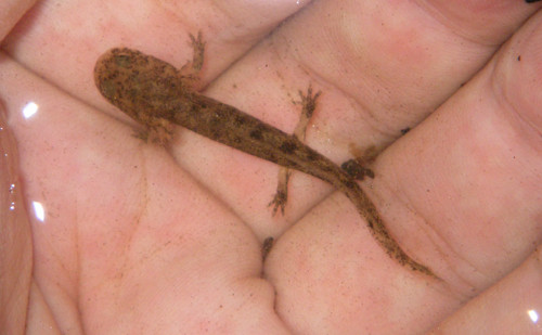 f:id:OIKAWAMARU:20130729162507j:image