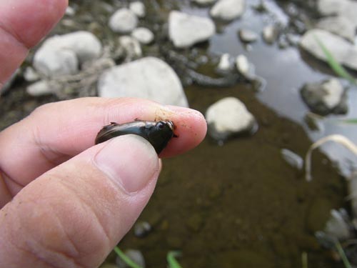 f:id:OIKAWAMARU:20131003174635j:image