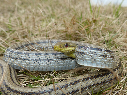 f:id:OIKAWAMARU:20140210112937j:image