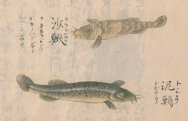 f:id:OIKAWAMARU:20140320094516j:image