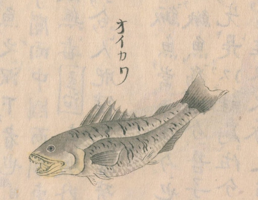 f:id:OIKAWAMARU:20140320094517j:image