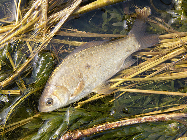 f:id:OIKAWAMARU:20140324175636j:image