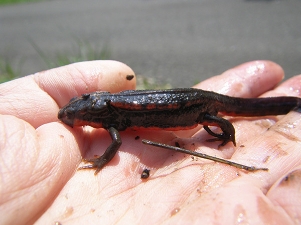 f:id:OIKAWAMARU:20140327171957j:image