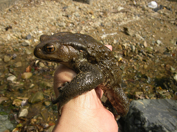 f:id:OIKAWAMARU:20140327172002j:image