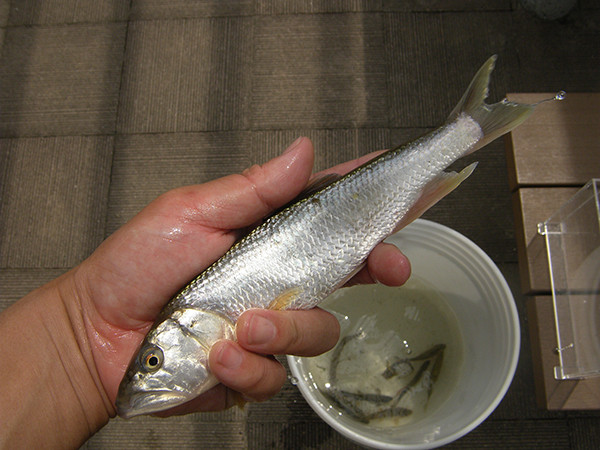 f:id:OIKAWAMARU:20140522145653j:image f:id:OIKAWAMARU:20140522145653j:image