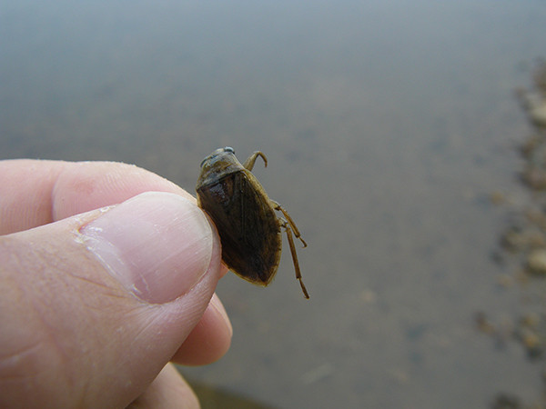 f:id:OIKAWAMARU:20140602124656j:image