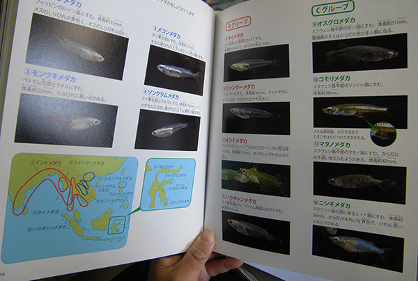 f:id:OIKAWAMARU:20150323144435j:image