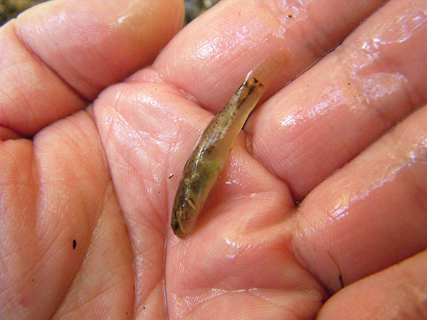 f:id:OIKAWAMARU:20150325163537j:image