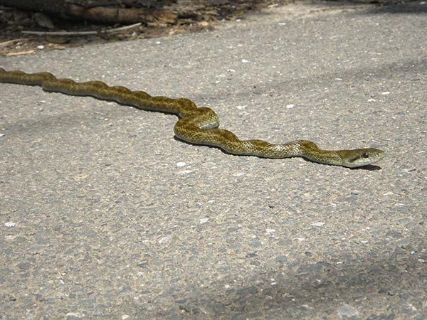 f:id:OIKAWAMARU:20150330174316j:image f:id:OIKAWAMARU:20150330174316j:image