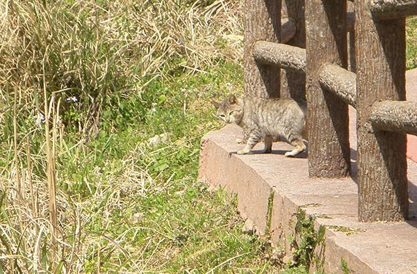 f:id:OIKAWAMARU:20150330174322j:image f:id:OIKAWAMARU:20150330174322j:image