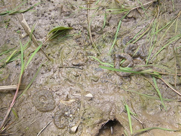 f:id:OIKAWAMARU:20150330174328j:image f:id:OIKAWAMARU:20150330174328j:image