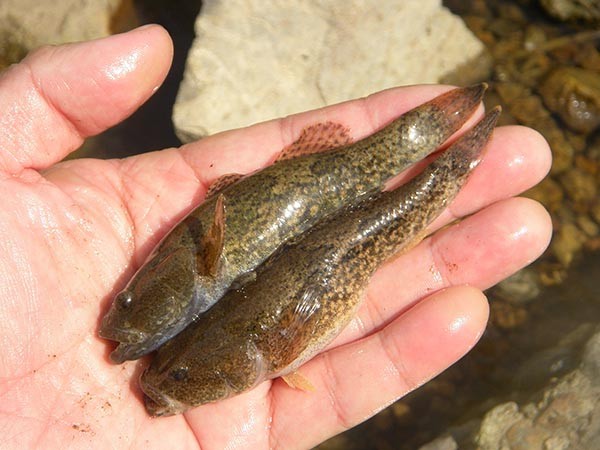 f:id:OIKAWAMARU:20150330174334j:image f:id:OIKAWAMARU:20150330174334j:image