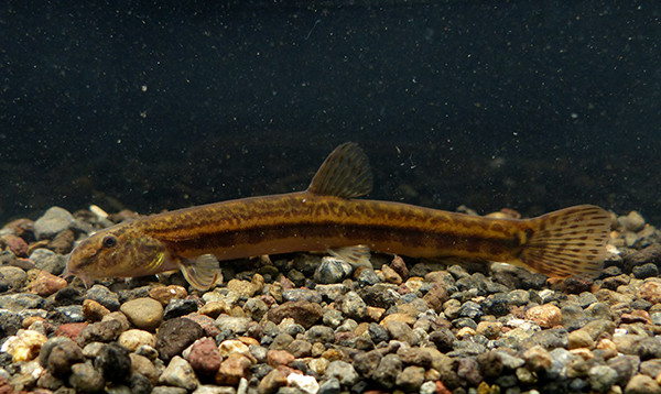 f:id:OIKAWAMARU:20150401161618j:image f:id:OIKAWAMARU:20150401161618j:image