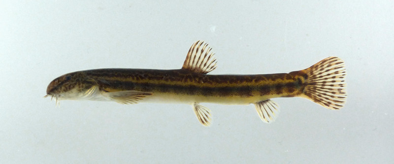 f:id:OIKAWAMARU:20150402170143j:image f:id:OIKAWAMARU:20150402170143j:image