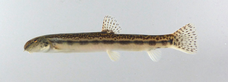 f:id:OIKAWAMARU:20150402170144j:image f:id:OIKAWAMARU:20150402170144j:image