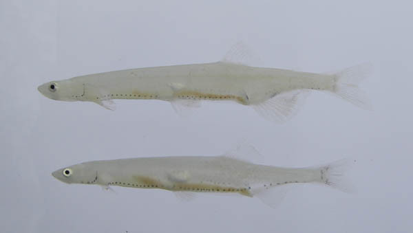 f:id:OIKAWAMARU:20150403235524j:image