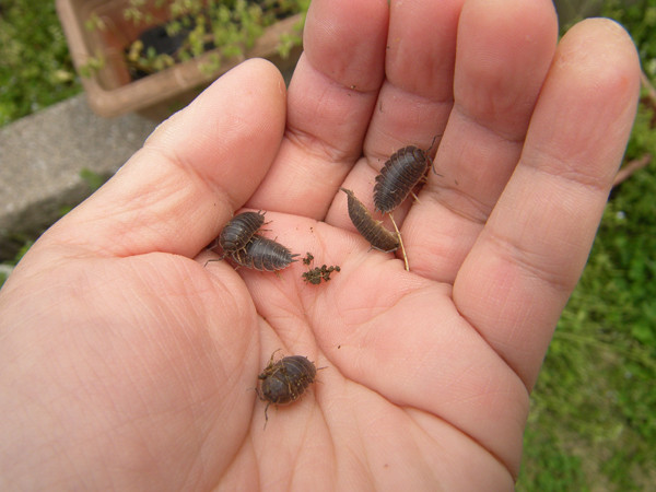 f:id:OIKAWAMARU:20150412235612j:image f:id:OIKAWAMARU:20150412235612j:image