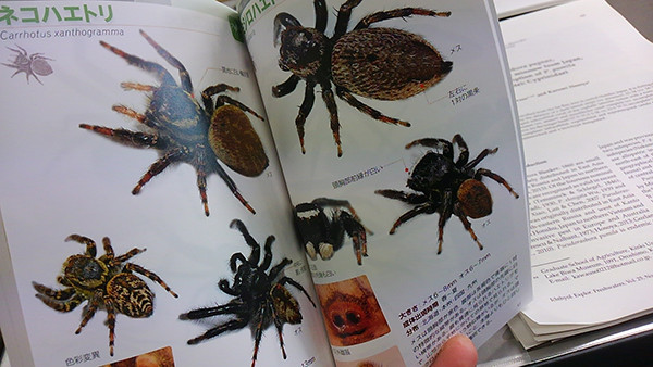 f:id:OIKAWAMARU:20150416092810j:image