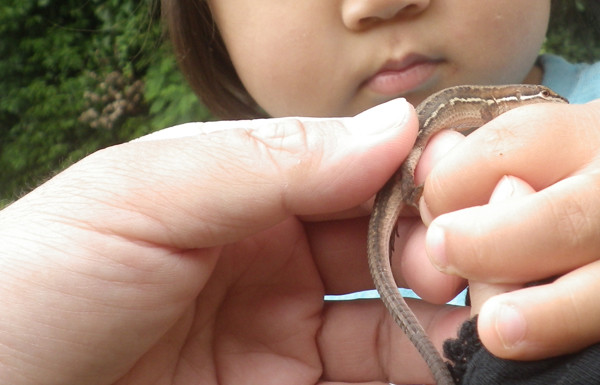 f:id:OIKAWAMARU:20150608213027j:image f:id:OIKAWAMARU:20150608213027j:image