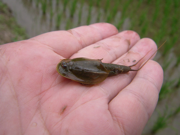 f:id:OIKAWAMARU:20150617225011j:image f:id:OIKAWAMARU:20150617225011j:image