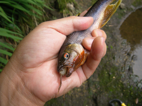 f:id:OIKAWAMARU:20150617225018j:image f:id:OIKAWAMARU:20150617225018j:image